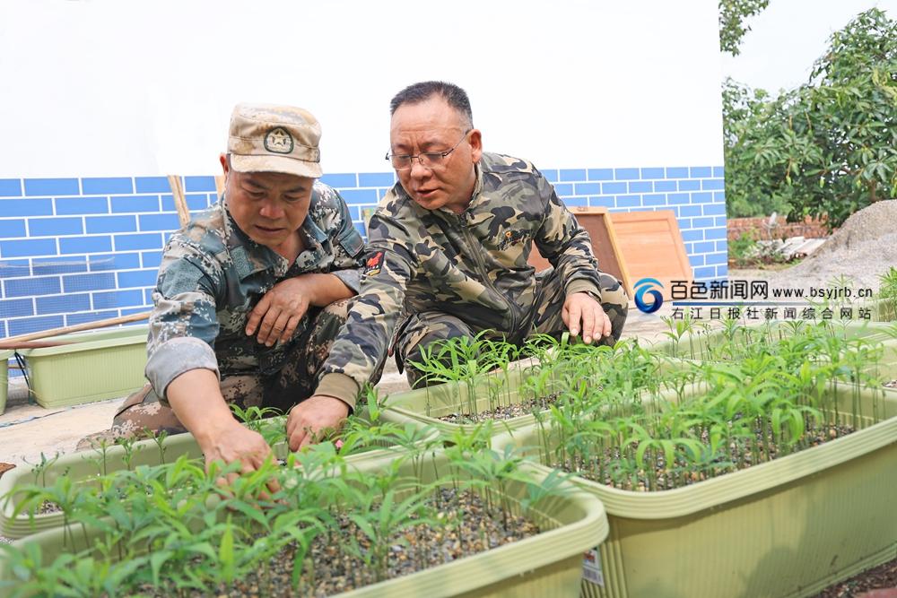 7、百林林場澄碧湖管護站護林員在查看德保蘇鐵幼苗長勢情況.jpg